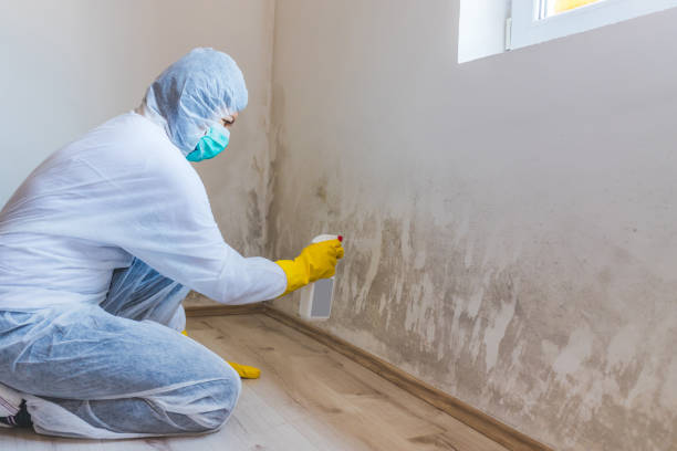 Licensed Attic Mold Remediation service in Warrington, PA - Car Mold Remediation