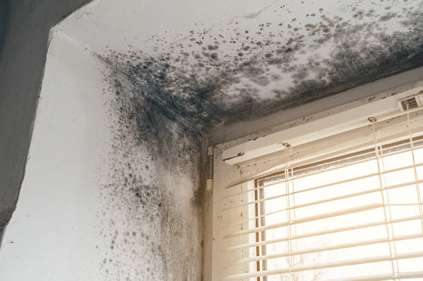 Affordable Attic Mold Remediation solutions in Warrington, PA